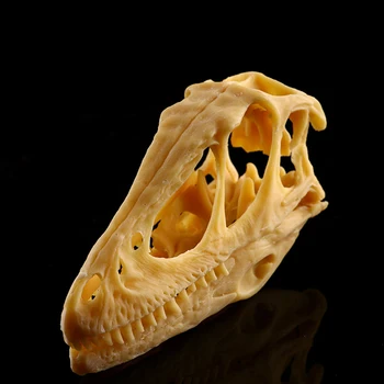 Velociraptor Galvos Kaukolės Modelis Dinozaurų Skeletas Amatų Zoologijos sodas Pavyzdį Rodyti Studentų Mokymą, Mokslo Mėginio Rekvizitai Namų Dekoro